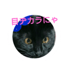 家猫の日常（個別スタンプ：8）