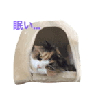 猫好きのためのリアル猫スタンプ第1弾（個別スタンプ：1）
