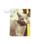 猫好きのためのリアル猫スタンプ第1弾（個別スタンプ：4）