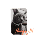 猫好きのためのリアル猫スタンプ第1弾（個別スタンプ：5）