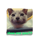 猫好きのためのリアル猫スタンプ第1弾（個別スタンプ：8）
