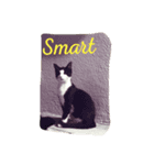 猫好きのためのリアル猫スタンプ第2弾（個別スタンプ：1）