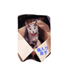 猫好きのためのリアル猫スタンプ第2弾（個別スタンプ：5）