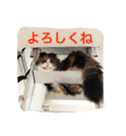 猫好きのためのリアル猫スタンプ第2弾（個別スタンプ：7）