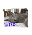 猫好きのためのリアル猫スタンプ第2弾（個別スタンプ：8）
