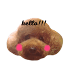 服部家のマロン(♀)です。（個別スタンプ：1）