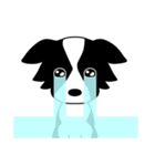 Howar the Border Collie（個別スタンプ：8）