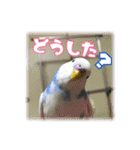 インコの森 3。（個別スタンプ：1）