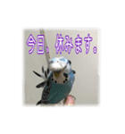 インコの森 3。（個別スタンプ：2）