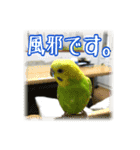 インコの森 3。（個別スタンプ：3）