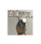 インコの森 3。（個別スタンプ：4）