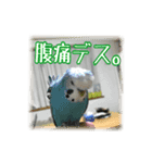 インコの森 3。（個別スタンプ：5）