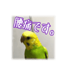 インコの森 3。（個別スタンプ：6）