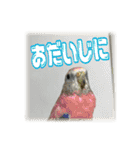 インコの森 3。（個別スタンプ：7）