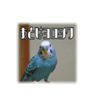 インコの森 3。（個別スタンプ：9）