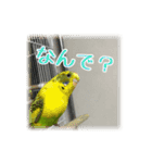インコの森 3。（個別スタンプ：10）