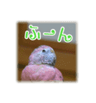 インコの森 3。（個別スタンプ：11）