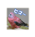 インコの森 3。（個別スタンプ：12）