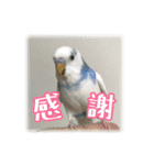 インコの森 3。（個別スタンプ：13）