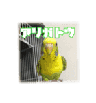 インコの森 3。（個別スタンプ：14）