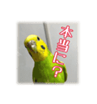 インコの森 3。（個別スタンプ：15）