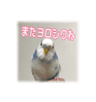 インコの森 3。（個別スタンプ：16）