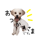 おもちくんです。（個別スタンプ：3）