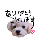 おもちくんです。（個別スタンプ：4）