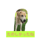 labradornico7（個別スタンプ：1）