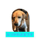 labradornico7（個別スタンプ：2）