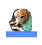 labradornico7（個別スタンプ：3）