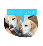 labradornico7（個別スタンプ：4）