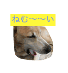 labradornico7（個別スタンプ：5）