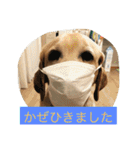 labradornico7（個別スタンプ：9）