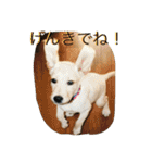 labradornico7（個別スタンプ：13）
