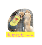 labradornico7（個別スタンプ：15）