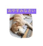 labradornico7（個別スタンプ：17）