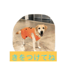 labradornico7（個別スタンプ：22）