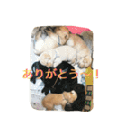 labradornico7（個別スタンプ：24）