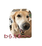 labradornico7（個別スタンプ：25）