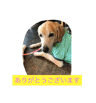 labradornico7（個別スタンプ：26）