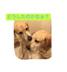 labradornico7（個別スタンプ：31）