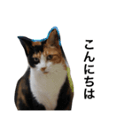 三毛猫ハルちゃん④（個別スタンプ：1）