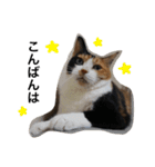 三毛猫ハルちゃん④（個別スタンプ：2）