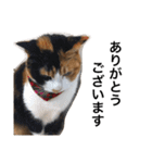 三毛猫ハルちゃん④（個別スタンプ：3）