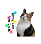 三毛猫ハルちゃん④（個別スタンプ：4）