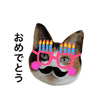 三毛猫ハルちゃん④（個別スタンプ：5）