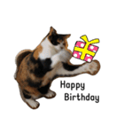 三毛猫ハルちゃん④（個別スタンプ：6）