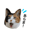 三毛猫ハルちゃん④（個別スタンプ：7）