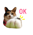 三毛猫ハルちゃん④（個別スタンプ：9）